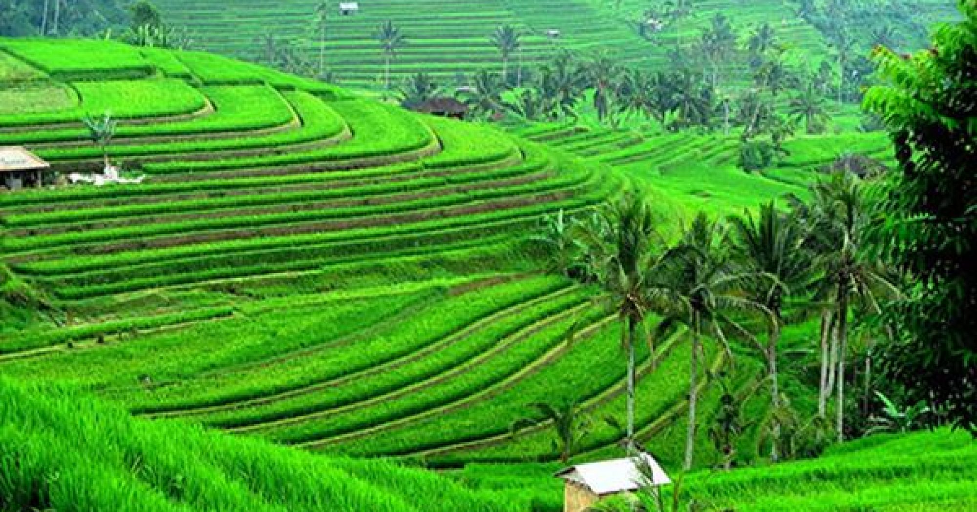 Jatiluwih Rice Terrace