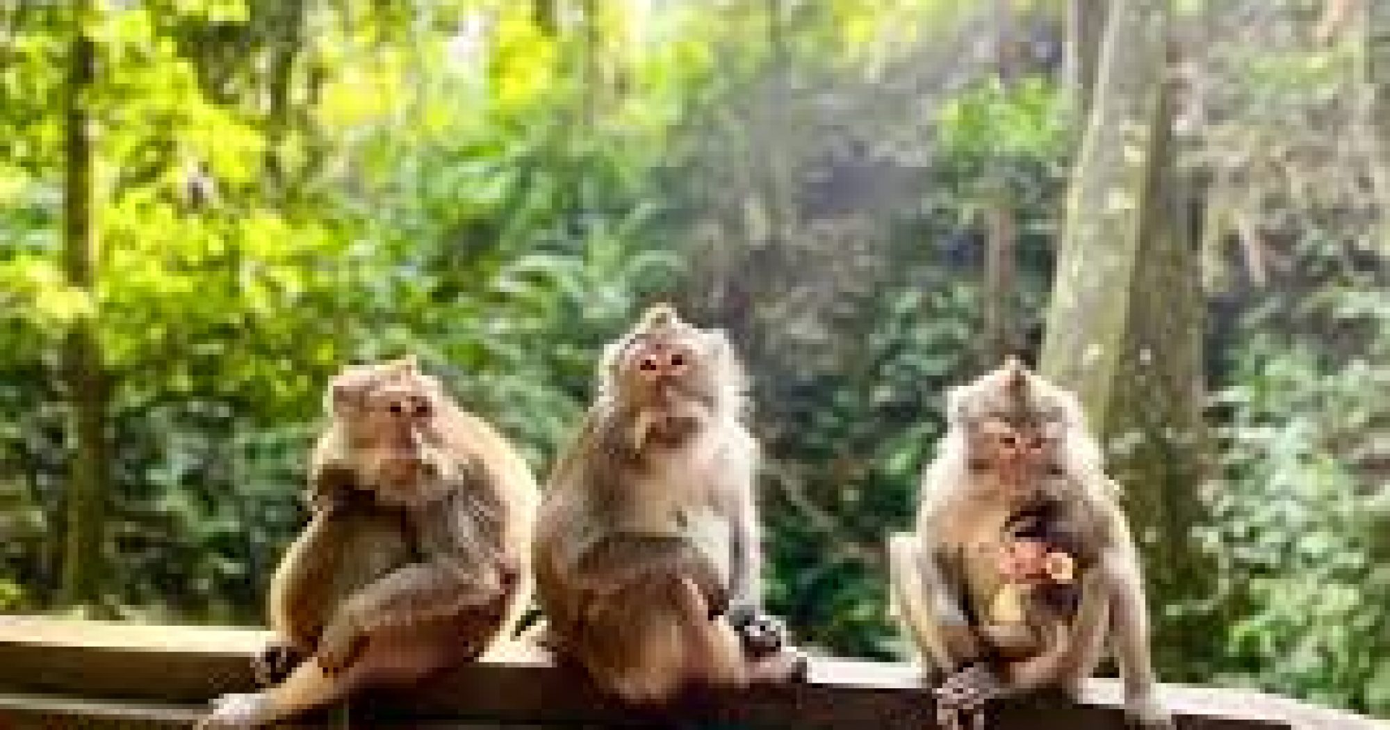 Monkey Forestr