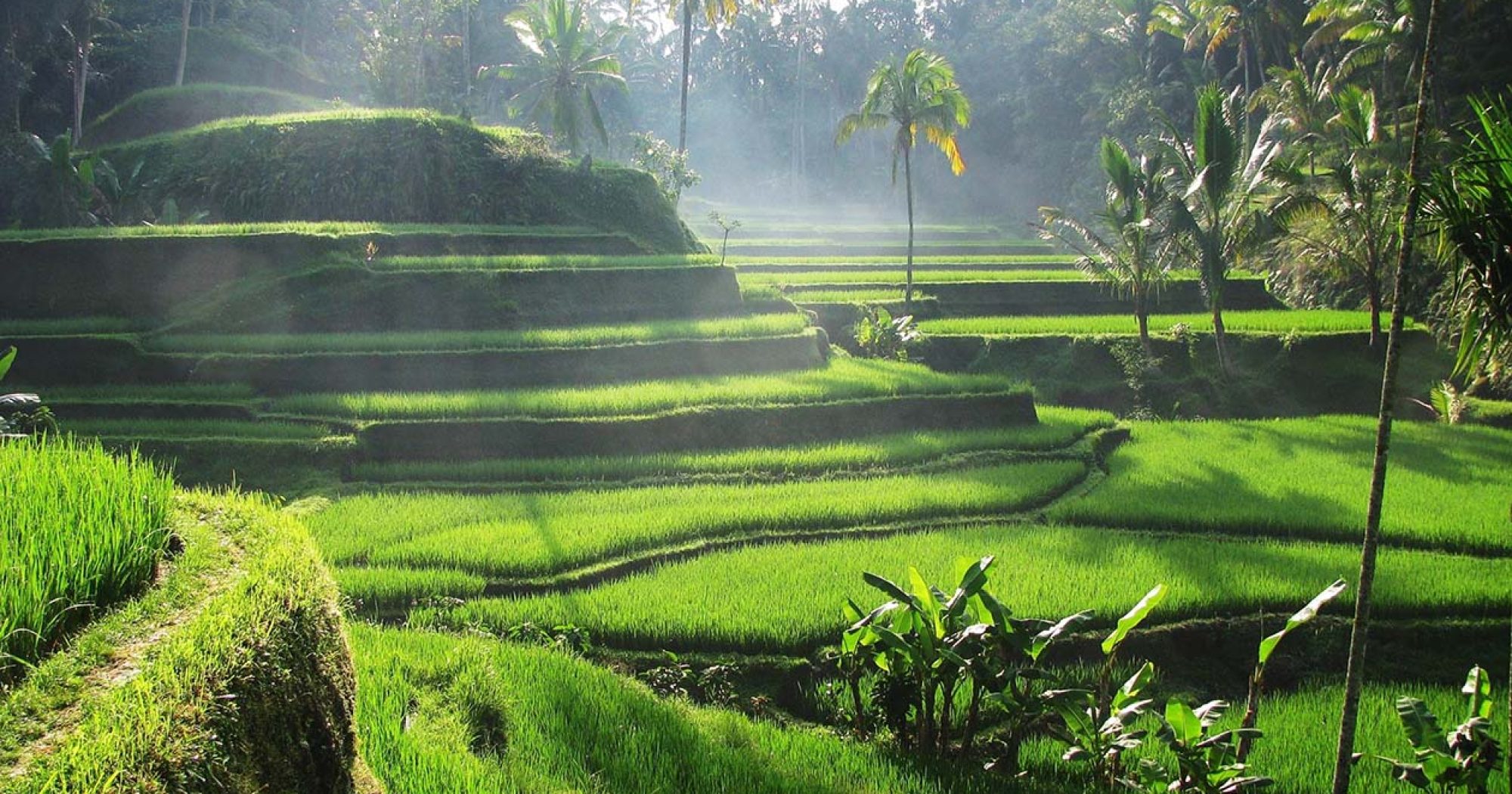 Tegalalang Rice Terrace