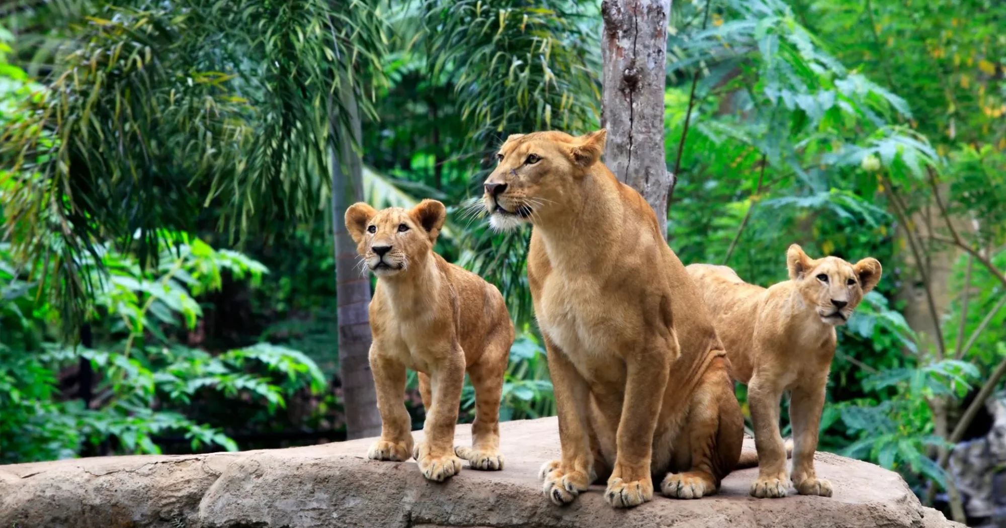 bali zoo
