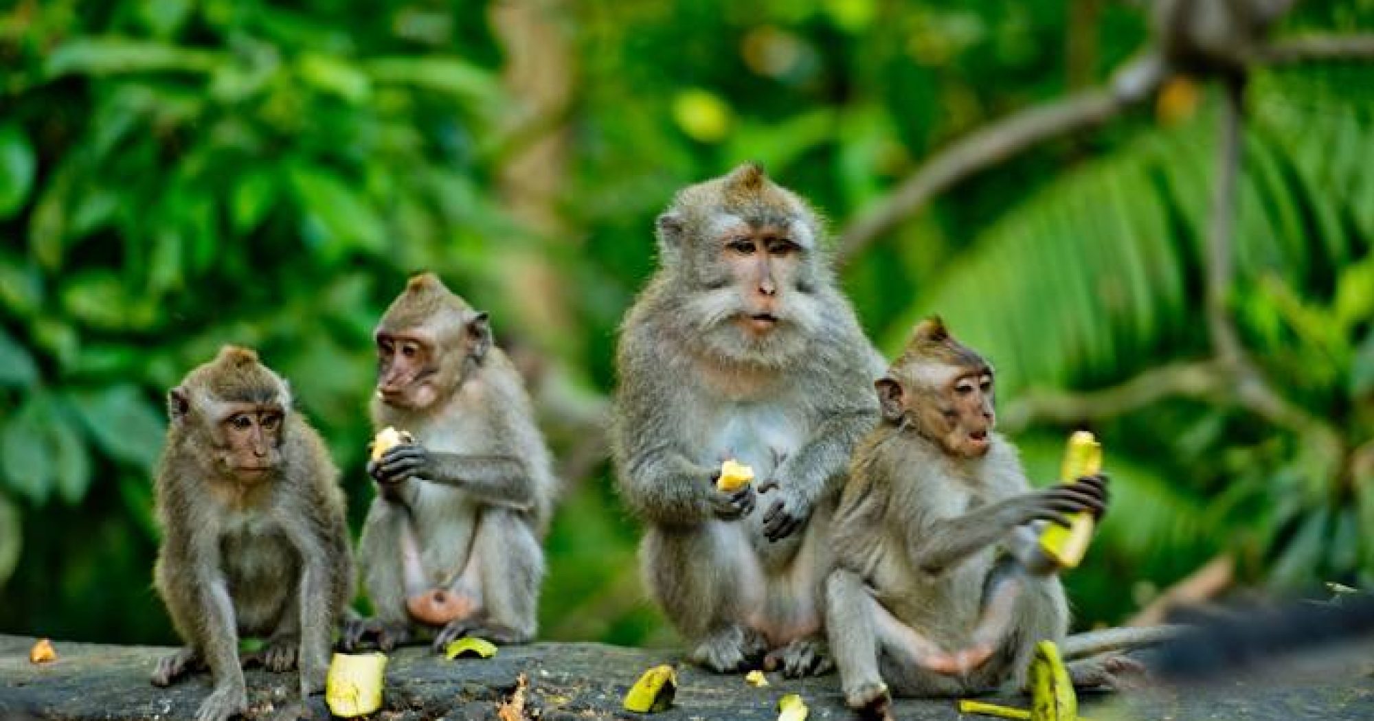 monkey forest