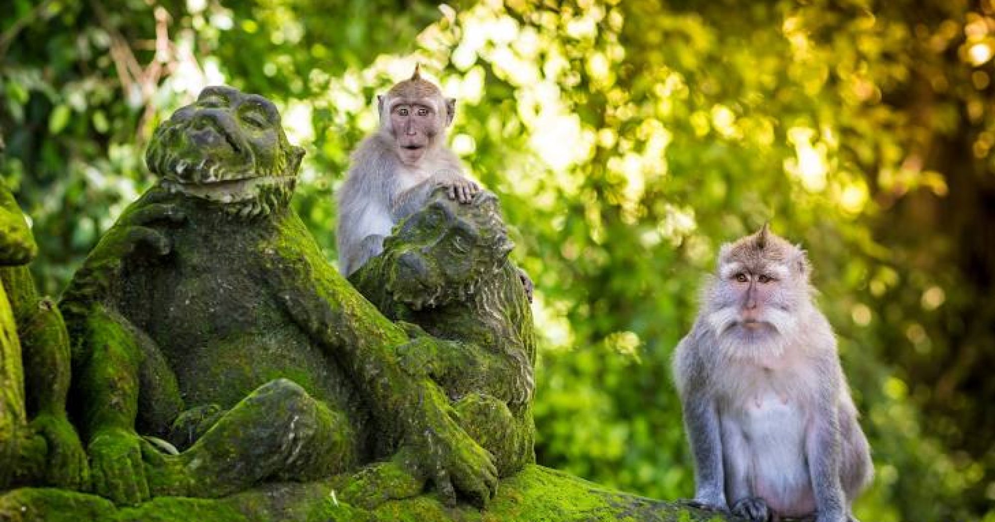 monkey forestt