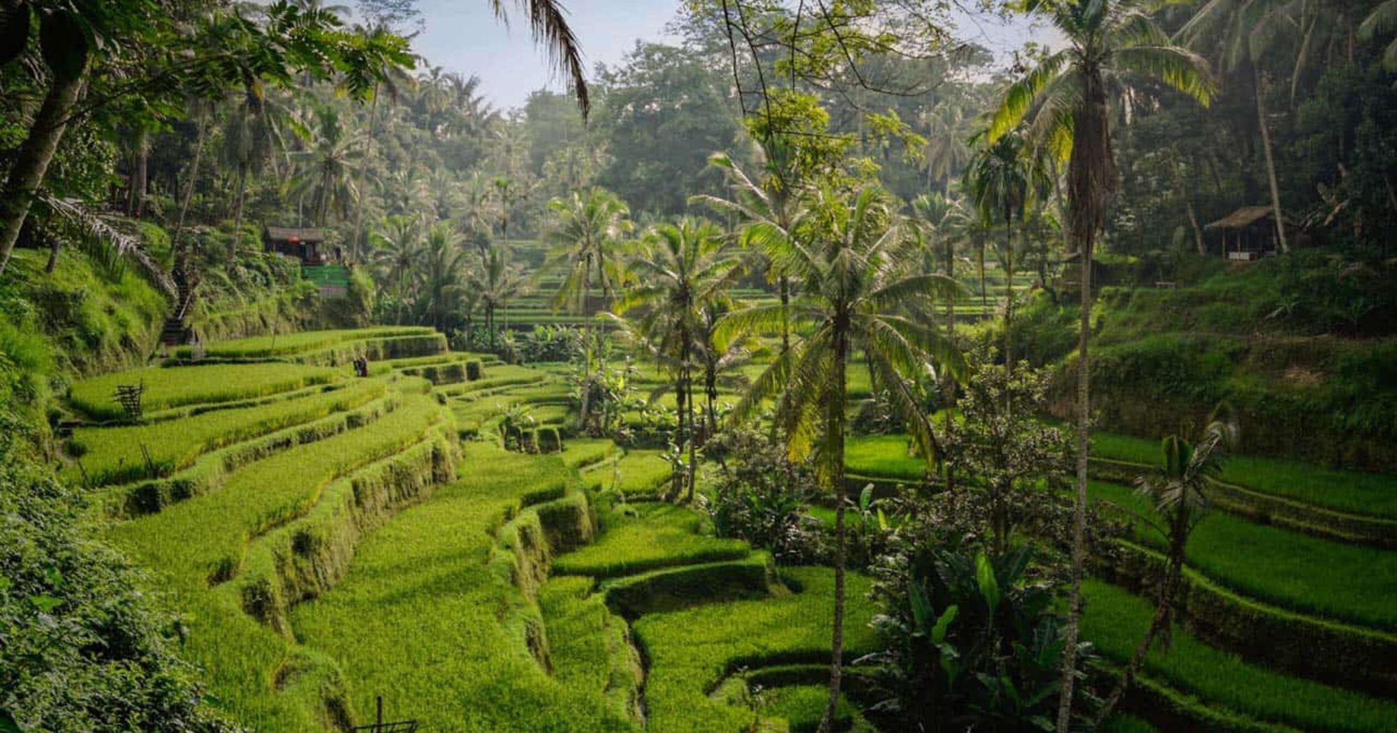 tegalalang-rice-terraces-morning